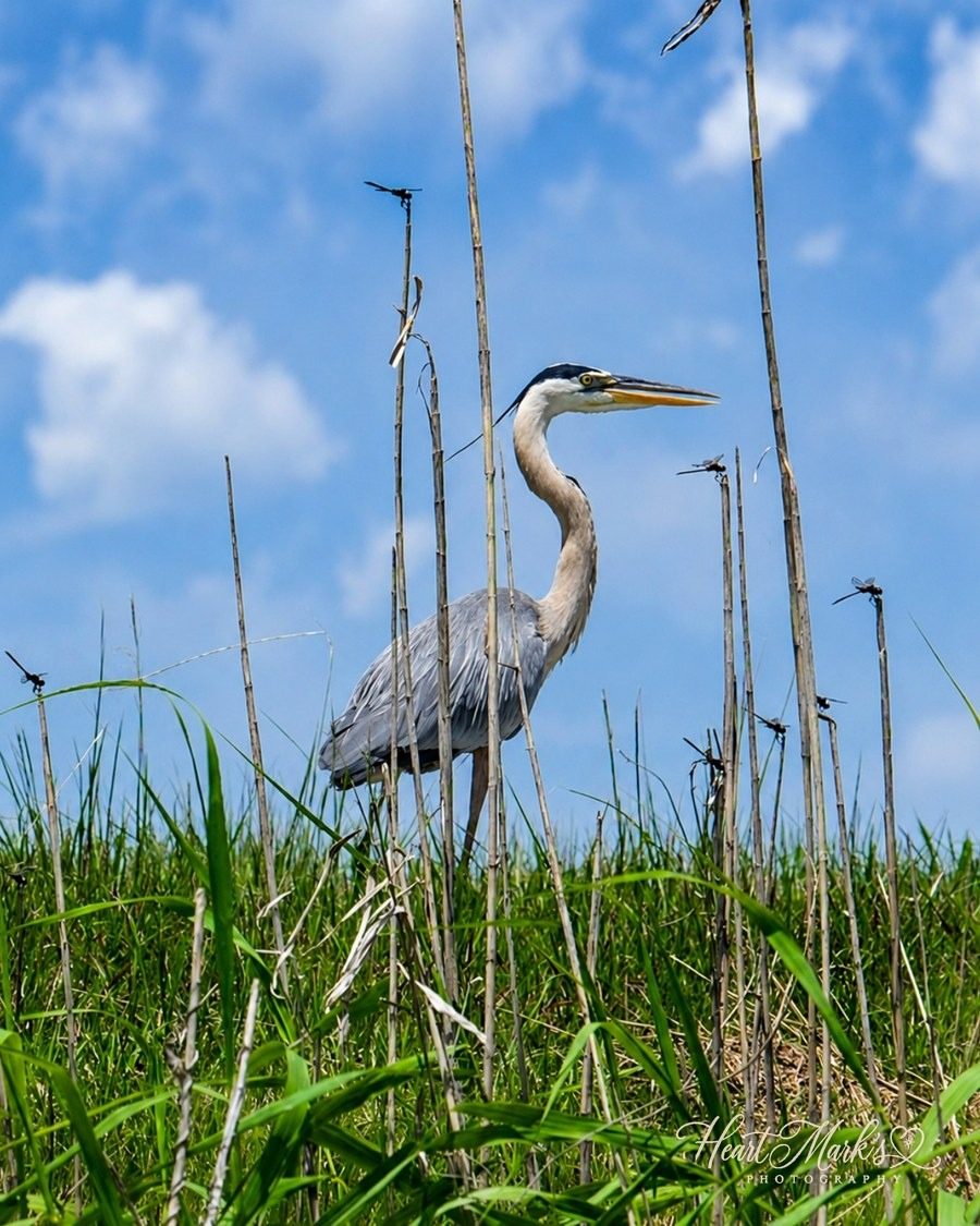 A great blue heron standing in tall reeds